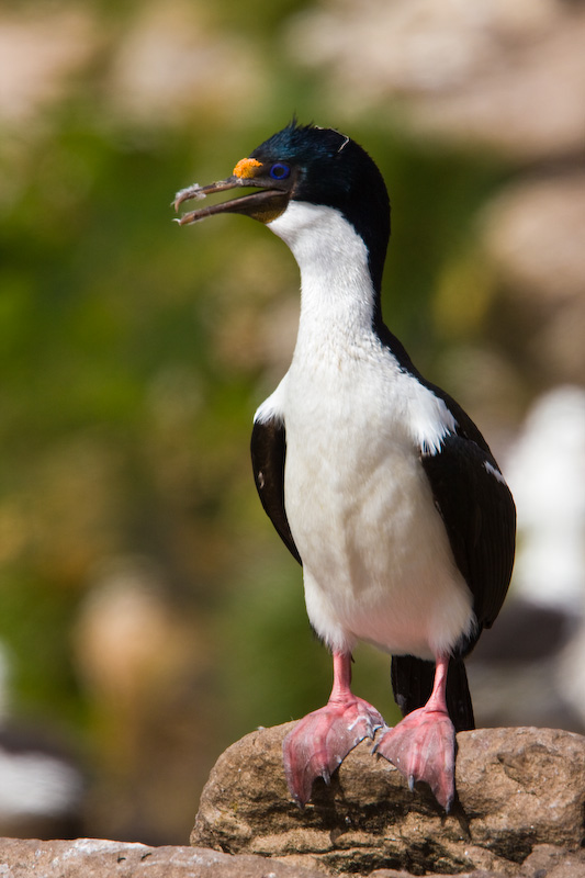 Imperial Cormorant